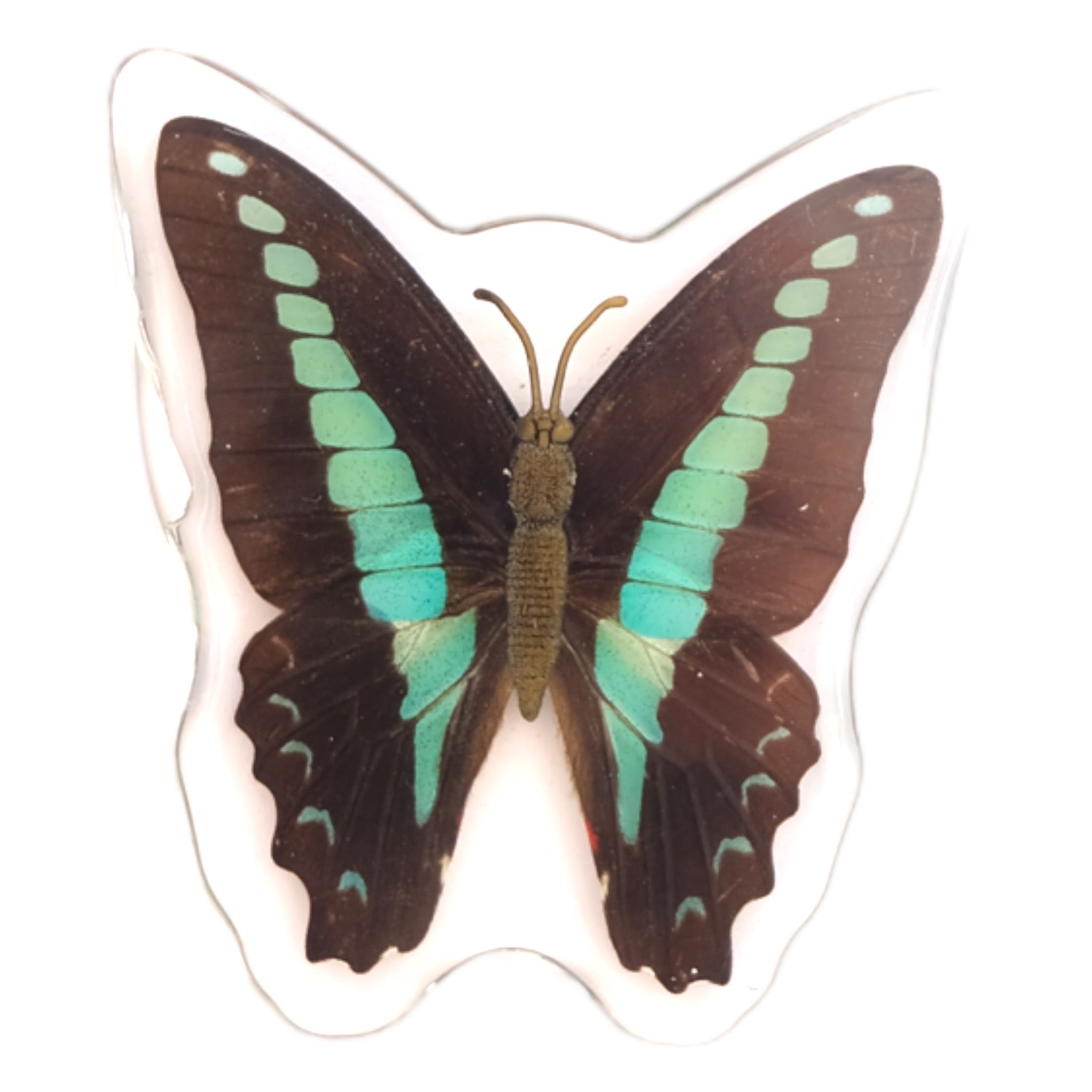 blue bottle butterfly magnet