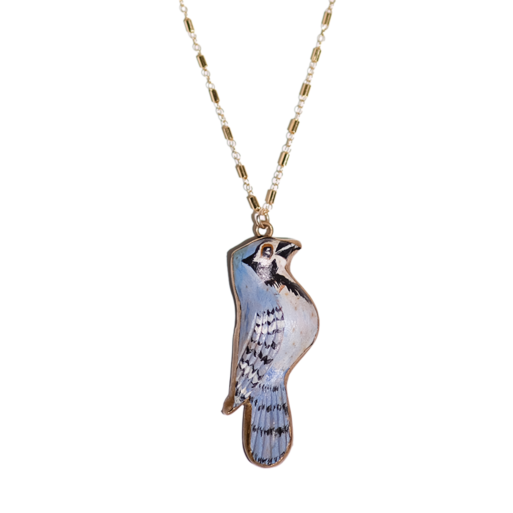 Blue Jay Delight